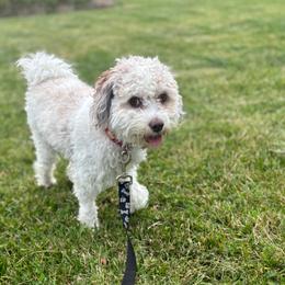 Maple - Cavapoo
