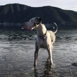Great Danes from Anuska Kennels