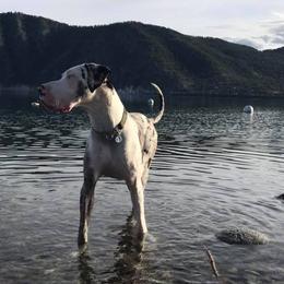 Great Danes from Anuska Kennels
