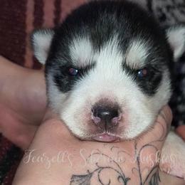 Calypso - Sable and white female Siberian Husky puppy in Richland, Mississippi from Feazell’s Siberian Huskies