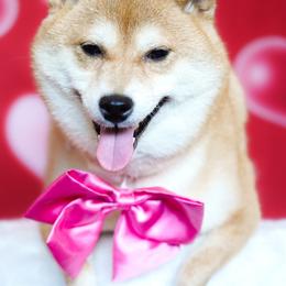 Nami - Shiba Inu