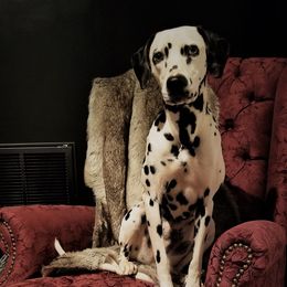 Anne - Dalmatian