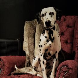 Anne - Dalmatian