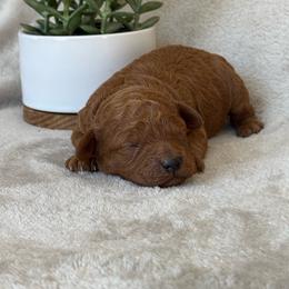 Biscuit - Red male Cavapoo puppy in Mona, Utah from Small Town Cavaliers