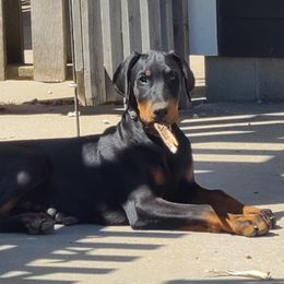 Doberman Pinscher Puppies from Morningstar Kennel