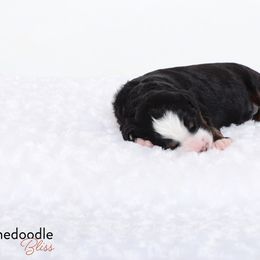 Bernedoodle Puppies from Bernedoodle Bliss
