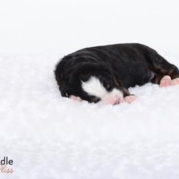 Bernedoodle Puppies from Bernedoodle Bliss