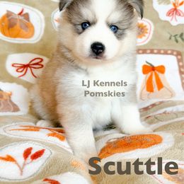 Scuttle - Gray and white male Pomsky puppy in Centerville, Iowa from LJ Kennels Pomskies, LLC