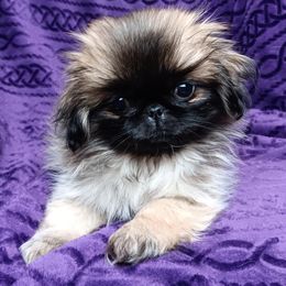 Fawn Girl - Fawn sable female Pekingese puppy in Batesburg Leesville, South Carolina from My Unique Peke