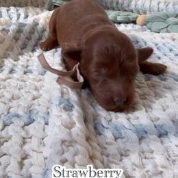 Strawberry - Red  female Goldendoodle puppy in Phelan, California from High Desert Doodles - the original