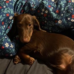 Chip - Dachshund