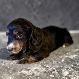 Dachshund puppies from Desert Horizon Dachshunds