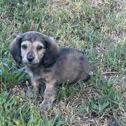Ckc shaded cream brindle dapple male longhair 1 - Brindle male Dachshund puppy in Anderson, California from Golden Paws Dachshunds