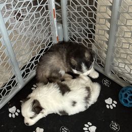 Pomsky Puppies from Bluepomski Puppies & Stud Services Of South West Florida