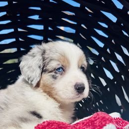 Frosty - Miniature Australian Shepherd puppy from Sun & Moon Aussies