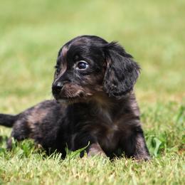 Dachshund Puppies from Tygart Creek Dachshunds