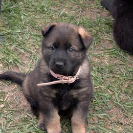 Light Pink - Sable female German Shepherd puppy in Motley, Minnesota from Von Thomson Haus