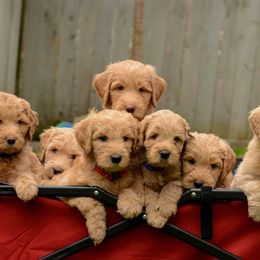 Australian Labradoodles from Foothills Labradoodles
