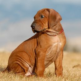 Rhodesian Ridgeback Puppies from Ukukhanya Ridgebacks