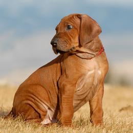Rhodesian Ridgeback Puppies from Ukukhanya Ridgebacks