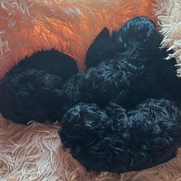 Yorkipoo puppies from Canines  Unlimited