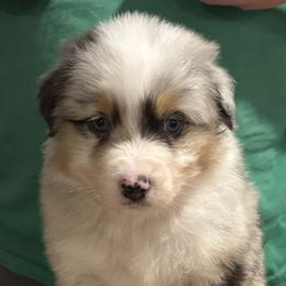 BMM - Blue merle male Australian Shepherd puppy in Greenville, South Carolina from Elusive Australian Shepherds