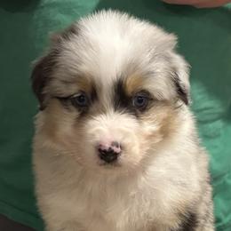 BMM - Blue merle male Australian Shepherd puppy in Greenville, South Carolina from Elusive Australian Shepherds