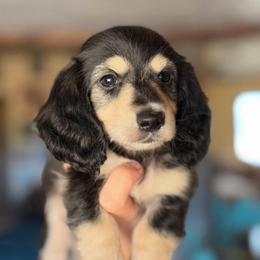 Sunflower - Black and cream female Dachshund puppy in Floresville, Texas from Muddy River Dachshunds