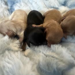 Dachshund puppies from TNT Dachshunds