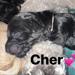 Cher - Phantom female Goldendoodle puppy in Prosperity, Pennsylvania from Stelladoodles & Company