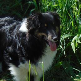 Savvy - Shetland Sheepdog