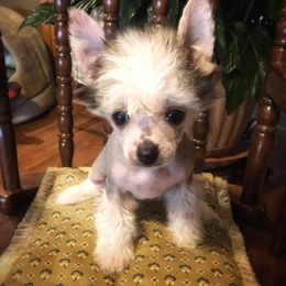 Chihuahua and Chinese Crested Puppies from Western Kentucky Chihuhua and Chinese Crested