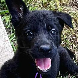 German Shepherds and Yorkshire Terriers from CISCOK9