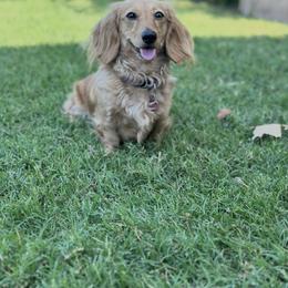 Nellie - Dachshund