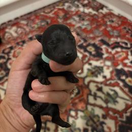 Barkley - Brindle male Scottish Terrier puppy in Stanford, Kentucky from Bluegrass Scottish Terriers