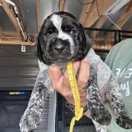 Yellow - Black and white female German Shorthaired Pointer puppy in Newton Grove, North Carolina from Wayalife Labradors & Gsp’s