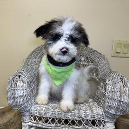 Oreo - Parti male Goldendoodle puppy in Woodburn, Indiana from Lengachers Cuddly Doods