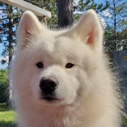 willie - Samoyed