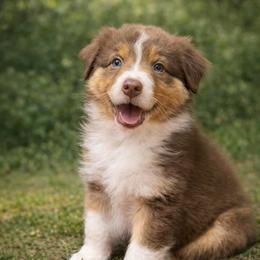 Pino noir - Red tri-color male Australian Shepherd puppy in Wrightstown, New Jersey from Hartzland Farm Australian Shepherds
