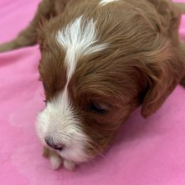 Tinsley - Red female Cavapoo puppy in Burke, New York from Patti’s Puppies