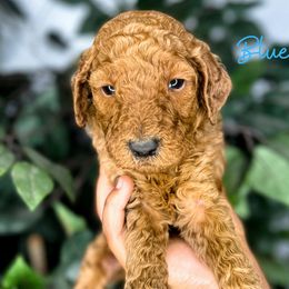 Goldendoodle and Poodle Puppies from The Henry Doodles