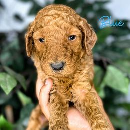 Goldendoodle and Poodle Puppies from The Henry Doodles