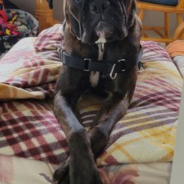 Boxers from BoxWel Boxers