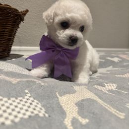 Purple girl - White female Bichon Frise puppy in Lake Elsinore, California from Amber's Bichon Frise and Poodles