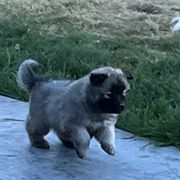 Girl 1 - Wolfgray Eurasier puppy in Soap Lake, Washington from Falling Cedar Farm Samoyeds and Eurasier’s