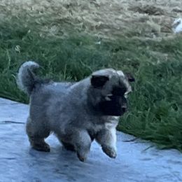 Girl 1 - Wolfgray Eurasier puppy in Soap Lake, Washington from Falling Cedar Farm Samoyeds and Eurasier’s