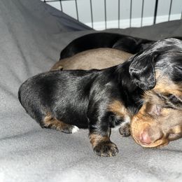 Dachshund Puppies from Bergamo’s  Dachshunds