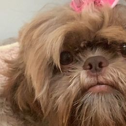 Shih Tzus from Sharleen's Paw-fect Shih Tzus