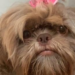 Shih Tzus from Sharleen's Paw-fect Shih Tzus