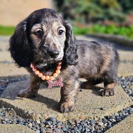 Mist - Cream female Dachshund puppy in Grants Pass, Oregon from Treasure Dachshunds